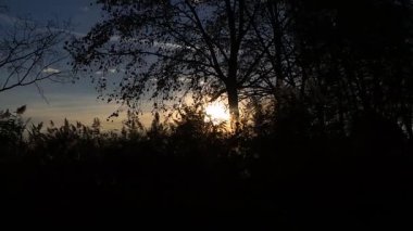 Fransız kampanyadaki mevsim kır çiçekleri