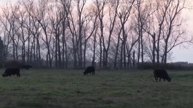 Fransız kampanyadaki boğa