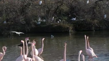 Camargue, ücretsiz pembe flamingo doğal rezerv