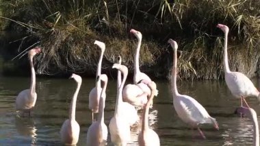 Camargue, ücretsiz pembe flamingo doğal rezerv