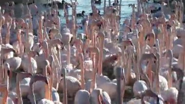 Camargue, ücretsiz pembe flamingo doğal rezerv