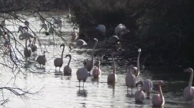 Camargue, ücretsiz pembe flamingo doğal rezerv