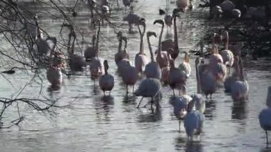 Camargue, ücretsiz pembe flamingo doğal rezerv