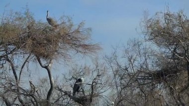 Camargue, ücretsiz pembe flamingo doğal rezerv