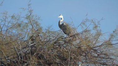 Camargue, ücretsiz pembe flamingo doğal rezerv