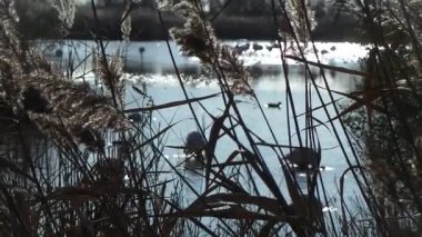 Camargue, ücretsiz pembe flamingo doğal rezerv