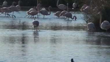 Camargue, ücretsiz pembe flamingo doğal rezerv