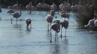 Camargue, ücretsiz pembe flamingo doğal rezerv