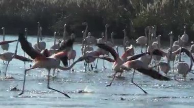 Camargue, ücretsiz pembe flamingo doğal rezerv