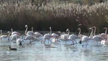 Camargue, ücretsiz pembe flamingo doğal rezerv