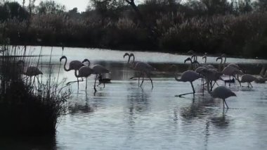 Camargue, ücretsiz pembe flamingo doğal rezerv