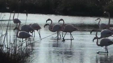 Camargue, ücretsiz pembe flamingo doğal rezerv