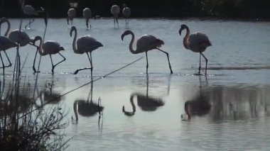 Camargue, ücretsiz pembe flamingo doğal rezerv