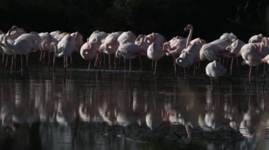 Camargue, ücretsiz pembe flamingo doğal rezerv