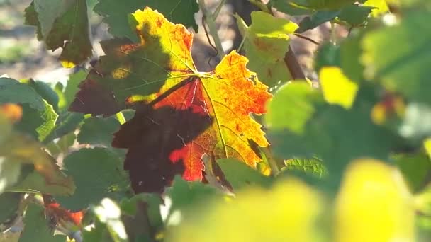 Raisins sur les vignobles, campagne française 