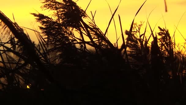 Zonsondergang in het Frans forest — Stockvideo