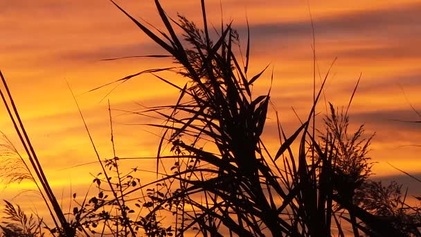 Zonsondergang in het Frans forest — Stockvideo