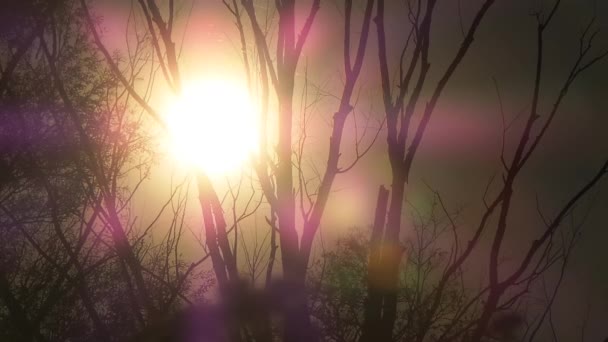 Fleur sauvage en automne dans la campagne française — Video