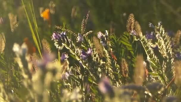 Fleur sauvage en automne dans la campagne française 