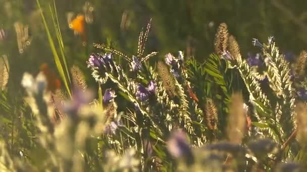 Vilda blommor i höst i den franska kampanjen — Stockvideo