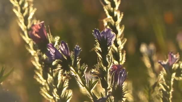 Flor selvagem no outono na campanha francesa — Vídeo de Stock