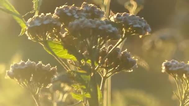 Wild bloem in de herfst in de Franse campagne — Stockvideo