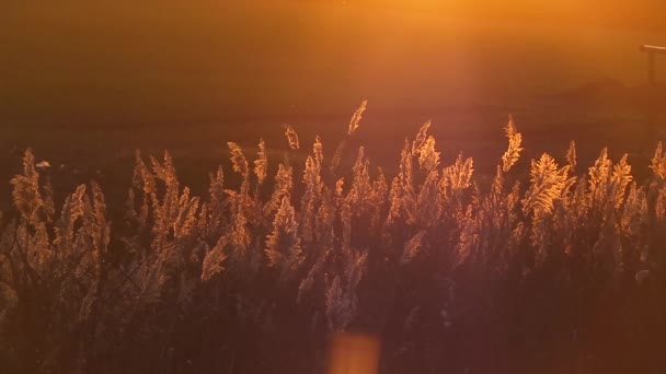 Zonsondergang in de herfst hout — Stockvideo