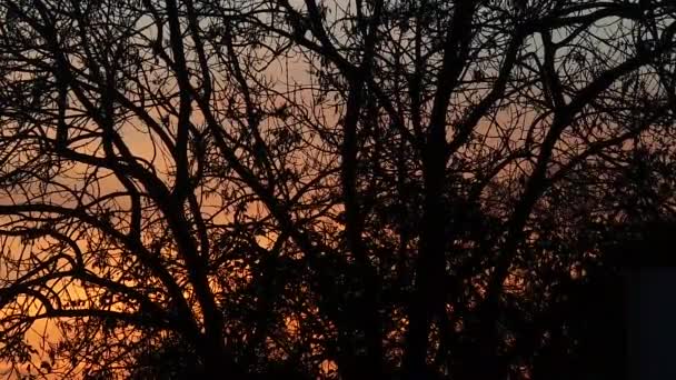 Coucher de soleil dans l'arbre dans la campagne française 