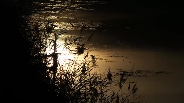 Natuur en landschap in de herfst — Stockvideo