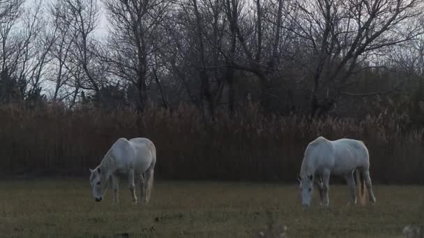 Os cavalos na campanha francesa — Vídeo de Stock