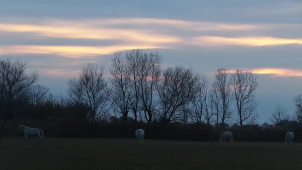 Fleur sur l'arbre en campagne française — Video