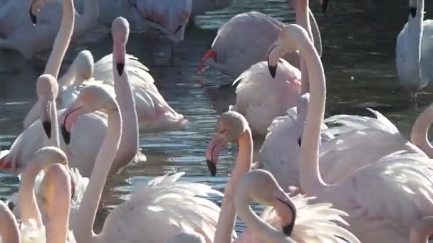 Natuurreservaat van de Camargue, gratis roze flamingo — Stockvideo