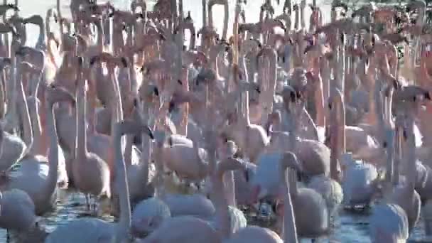 Natural reserve of the Camargue, free pink flamingo — Stock Video