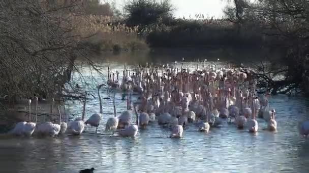 Naturreservat der Camargue, freier rosa Flamingo — Stockvideo