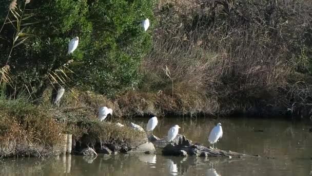 Naturreservat der Camargue, freier rosa Flamingo — Stockvideo