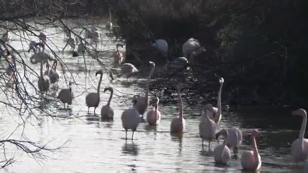 Camargue, 무료 핑크 플라밍고의 자연 보호구 — 비디오