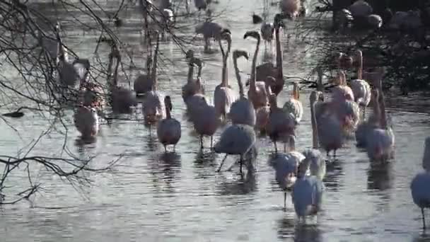 Naturreservat der Camargue, freier rosa Flamingo — Stockvideo