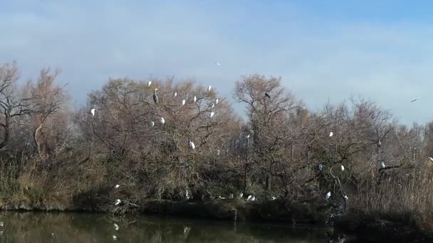 Natuurreservaat van de Camargue, gratis roze flamingo — Stockvideo