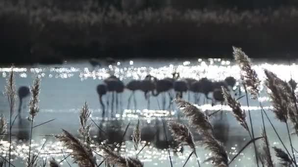 Natuurreservaat van de Camargue, gratis roze flamingo — Stockvideo