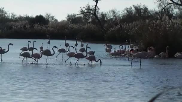 Reserva natural de la Camarga, flamenco rosa libre — Vídeos de Stock