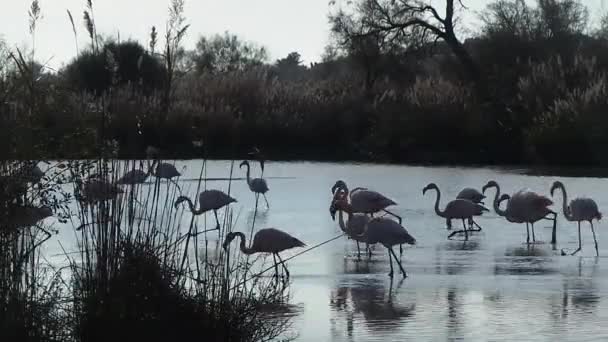 Naturreservat der Camargue, freier rosa Flamingo — Stockvideo