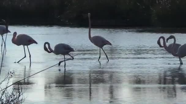 Natuurreservaat van de Camargue, gratis roze flamingo — Stockvideo