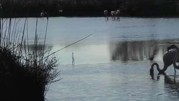 Camargue, ücretsiz pembe flamingo doğal rezerv — Stok video