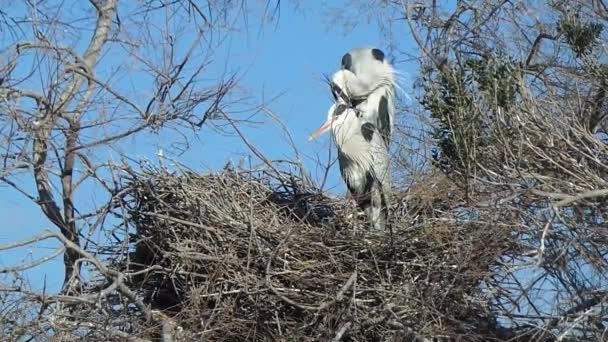 Zilverreiger in het natuurreservaat van de Camargue — Stockvideo