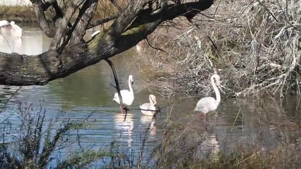 Natuurreservaat van de Camargue, gratis roze flamingo — Stockvideo
