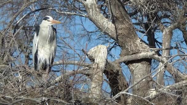 Heron na reserva natural da Camargue — Vídeo de Stock