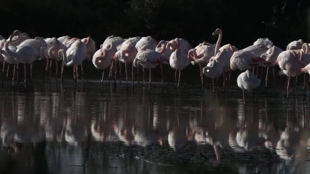 Naturreservat der Camargue, freier rosa Flamingo — Stockvideo