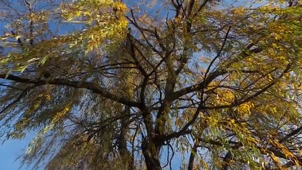 Puesta de sol en el árbol en la campaña francesa — Vídeo de stock