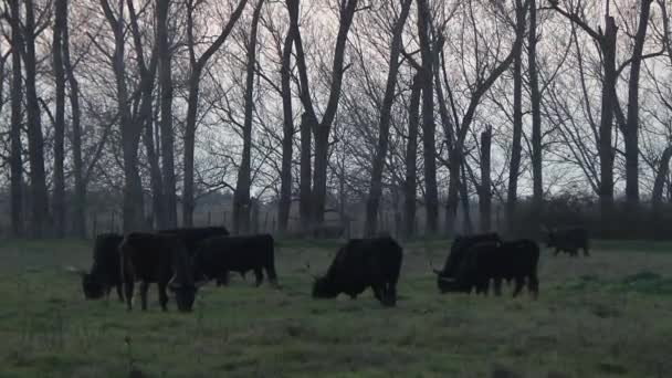 Pôr do sol no touro francês no outono — Vídeo de Stock