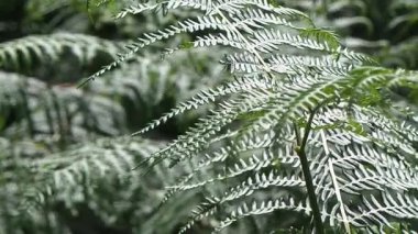 Yaprakları ve sezon yağmur içinde ağaç